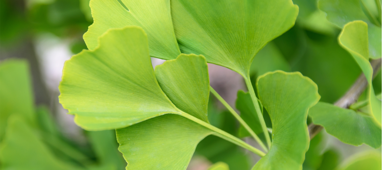 Ginkgo biloba Ginkgo biloba