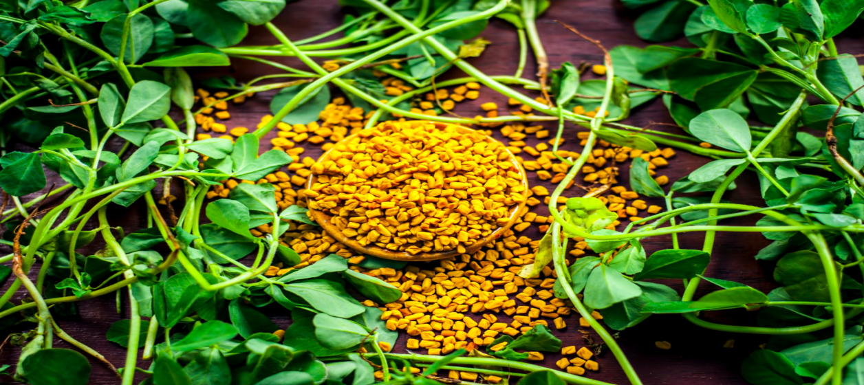 Fenugreek/bockhornsklöver Fenugreek/bockhornsklöver