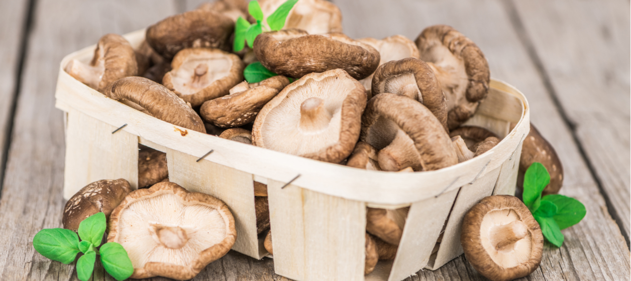 Shiitake svampar Shiitake svampar