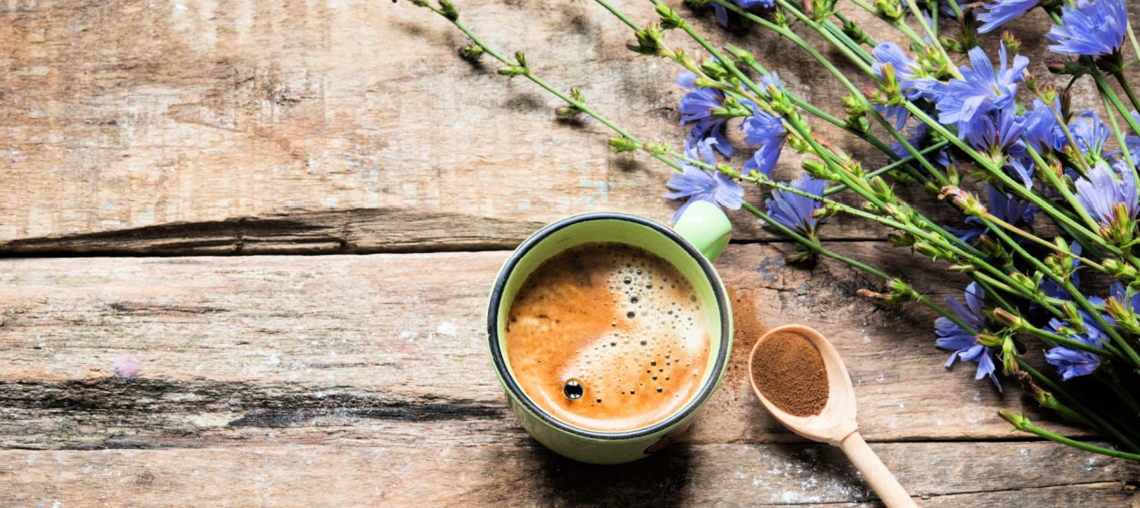 Cikoria - ett populärt kaffesurrogat cikoria