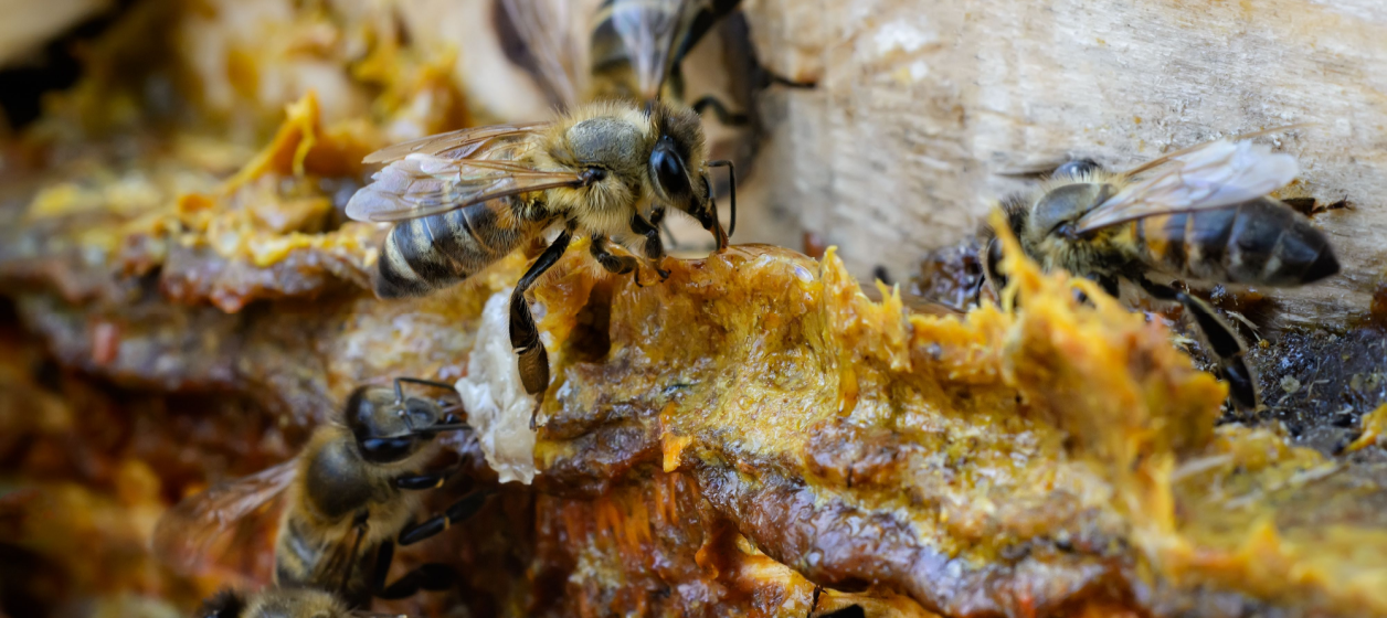 Propolis Propolis